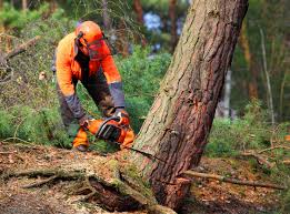 Best Tree Risk Assessment  in Plano, IL